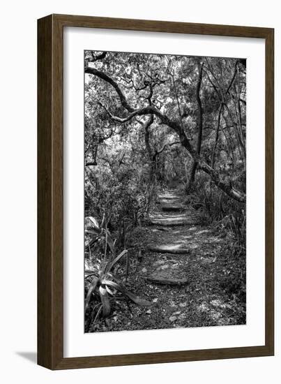 Awesome South Africa Collection B&W - African Forest-Philippe Hugonnard-Framed Photographic Print