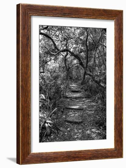 Awesome South Africa Collection B&W - African Forest-Philippe Hugonnard-Framed Photographic Print