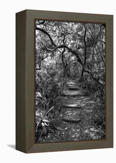 Awesome South Africa Collection B&W - African Forest-Philippe Hugonnard-Framed Premier Image Canvas