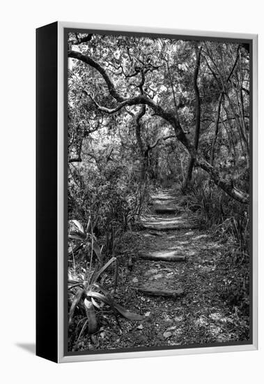 Awesome South Africa Collection B&W - African Forest-Philippe Hugonnard-Framed Premier Image Canvas