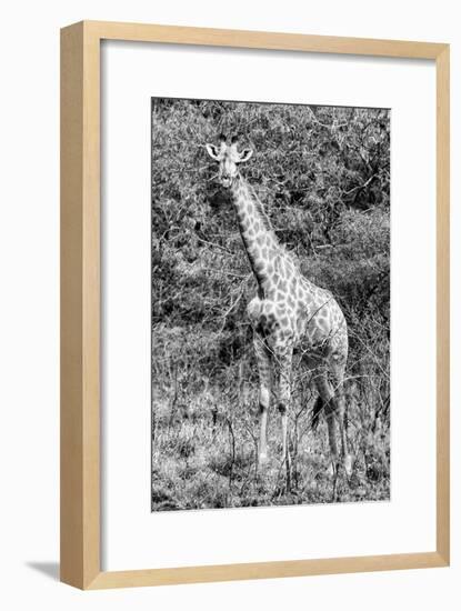 Awesome South Africa Collection B&W - African Giraffe IV-Philippe Hugonnard-Framed Photographic Print