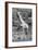 Awesome South Africa Collection B&W - African Giraffe IV-Philippe Hugonnard-Framed Photographic Print