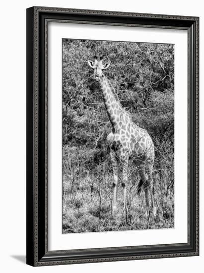 Awesome South Africa Collection B&W - African Giraffe IV-Philippe Hugonnard-Framed Photographic Print