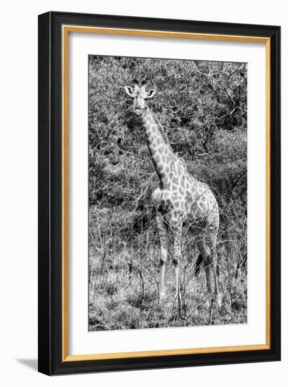 Awesome South Africa Collection B&W - African Giraffe IV-Philippe Hugonnard-Framed Photographic Print