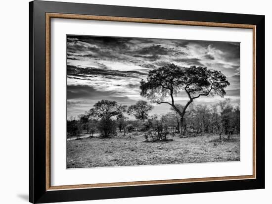 Awesome South Africa Collection B&W - African Landscape with Acacia Tree I-Philippe Hugonnard-Framed Photographic Print