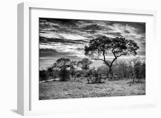 Awesome South Africa Collection B&W - African Landscape with Acacia Tree I-Philippe Hugonnard-Framed Photographic Print