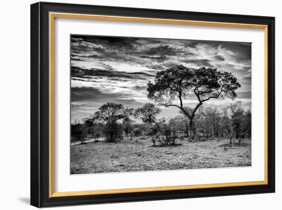 Awesome South Africa Collection B&W - African Landscape with Acacia Tree I-Philippe Hugonnard-Framed Photographic Print