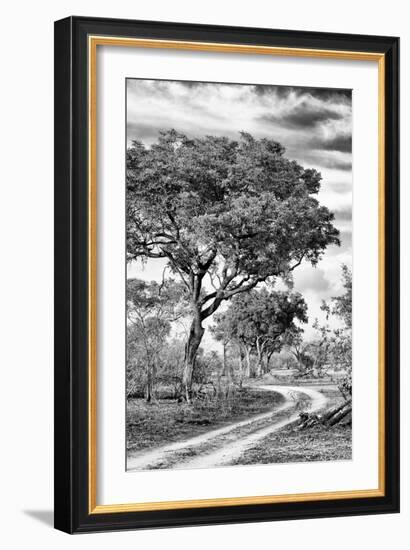 Awesome South Africa Collection B&W - African Landscape with Acacia Tree VIII-Philippe Hugonnard-Framed Photographic Print