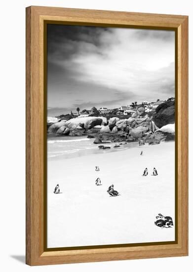 Awesome South Africa Collection B&W - African Penguins at Foxi Beach II-Philippe Hugonnard-Framed Premier Image Canvas