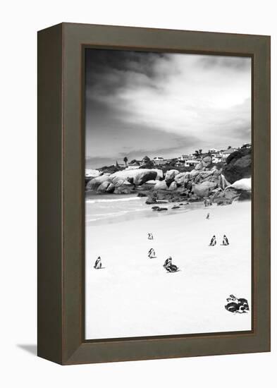 Awesome South Africa Collection B&W - African Penguins at Foxi Beach II-Philippe Hugonnard-Framed Premier Image Canvas