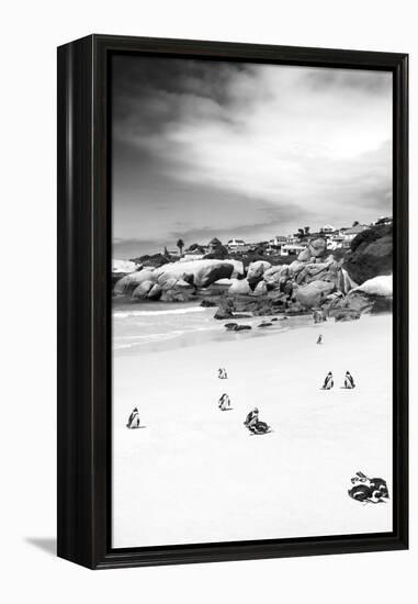 Awesome South Africa Collection B&W - African Penguins at Foxi Beach II-Philippe Hugonnard-Framed Premier Image Canvas