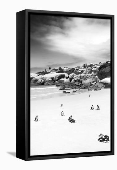 Awesome South Africa Collection B&W - African Penguins at Foxi Beach II-Philippe Hugonnard-Framed Premier Image Canvas