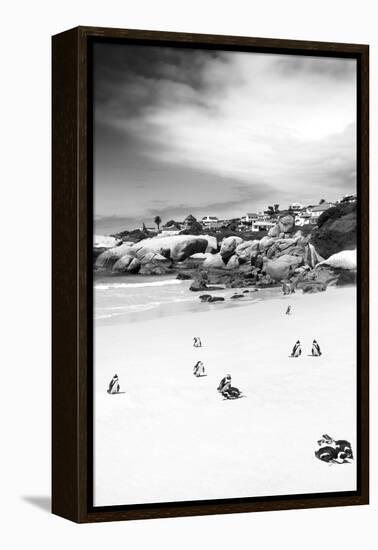 Awesome South Africa Collection B&W - African Penguins at Foxi Beach II-Philippe Hugonnard-Framed Premier Image Canvas