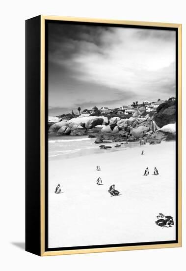 Awesome South Africa Collection B&W - African Penguins at Foxi Beach II-Philippe Hugonnard-Framed Premier Image Canvas