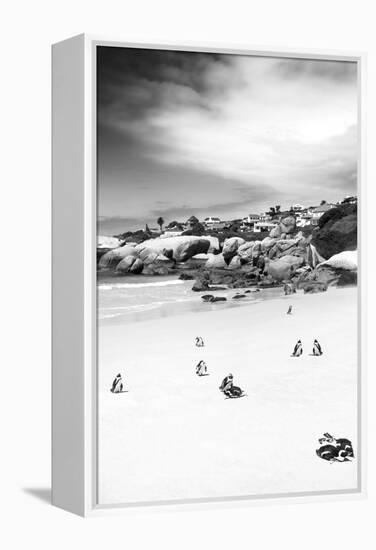 Awesome South Africa Collection B&W - African Penguins at Foxi Beach II-Philippe Hugonnard-Framed Premier Image Canvas