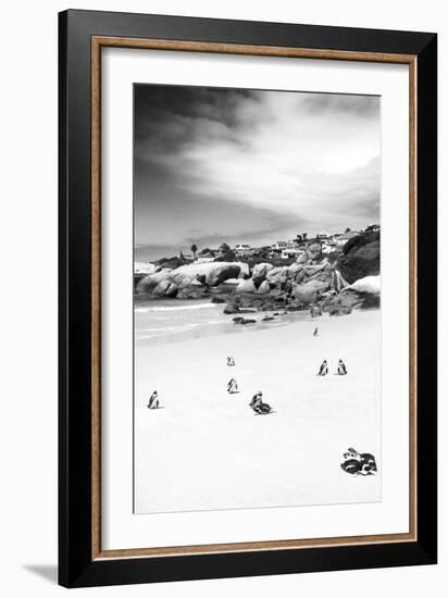 Awesome South Africa Collection B&W - African Penguins at Foxi Beach II-Philippe Hugonnard-Framed Photographic Print