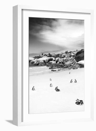 Awesome South Africa Collection B&W - African Penguins at Foxi Beach II-Philippe Hugonnard-Framed Photographic Print