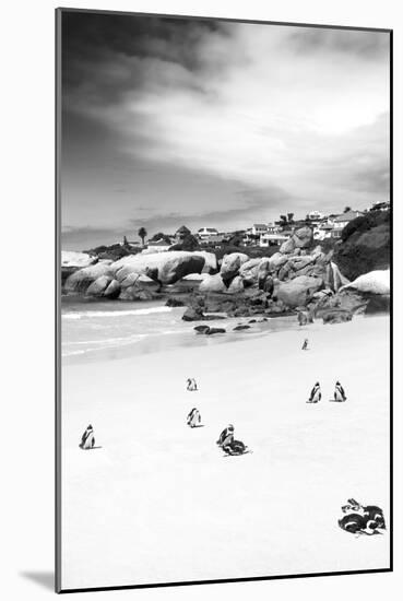 Awesome South Africa Collection B&W - African Penguins at Foxi Beach II-Philippe Hugonnard-Mounted Photographic Print