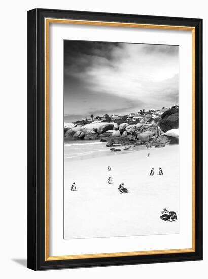 Awesome South Africa Collection B&W - African Penguins at Foxi Beach II-Philippe Hugonnard-Framed Photographic Print