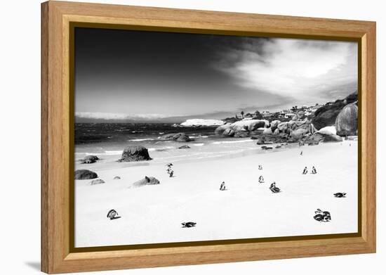 Awesome South Africa Collection B&W - African Penguins at Foxi Beach-Philippe Hugonnard-Framed Premier Image Canvas