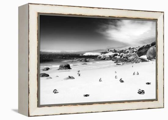 Awesome South Africa Collection B&W - African Penguins at Foxi Beach-Philippe Hugonnard-Framed Premier Image Canvas