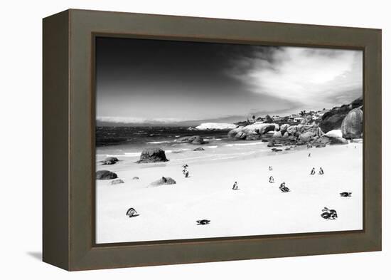 Awesome South Africa Collection B&W - African Penguins at Foxi Beach-Philippe Hugonnard-Framed Premier Image Canvas