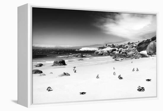 Awesome South Africa Collection B&W - African Penguins at Foxi Beach-Philippe Hugonnard-Framed Premier Image Canvas