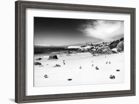 Awesome South Africa Collection B&W - African Penguins at Foxi Beach-Philippe Hugonnard-Framed Photographic Print