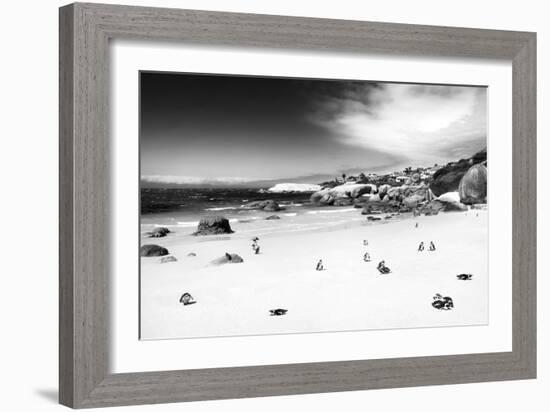 Awesome South Africa Collection B&W - African Penguins at Foxi Beach-Philippe Hugonnard-Framed Photographic Print