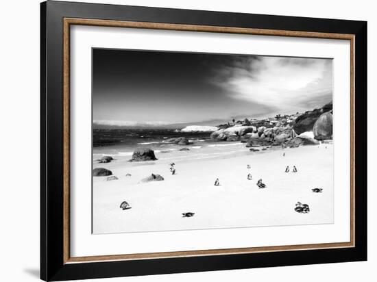 Awesome South Africa Collection B&W - African Penguins at Foxi Beach-Philippe Hugonnard-Framed Photographic Print