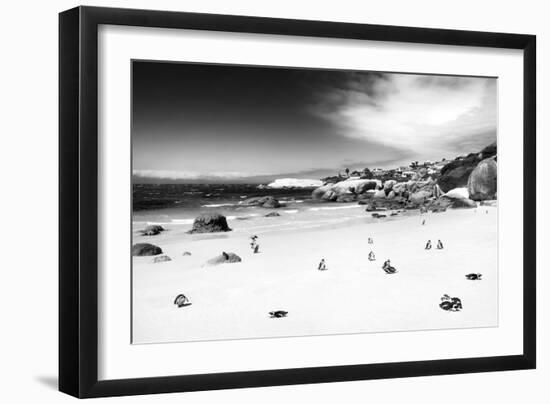 Awesome South Africa Collection B&W - African Penguins at Foxi Beach-Philippe Hugonnard-Framed Photographic Print