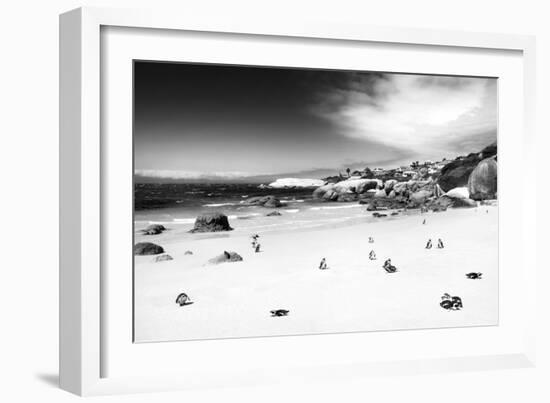 Awesome South Africa Collection B&W - African Penguins at Foxi Beach-Philippe Hugonnard-Framed Photographic Print