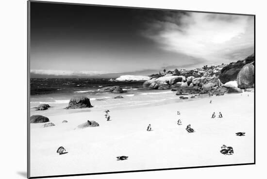 Awesome South Africa Collection B&W - African Penguins at Foxi Beach-Philippe Hugonnard-Mounted Photographic Print