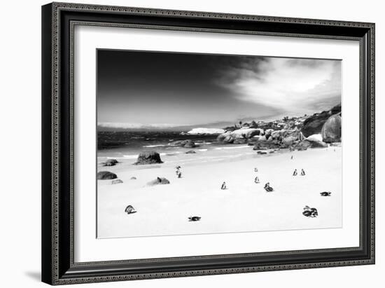 Awesome South Africa Collection B&W - African Penguins at Foxi Beach-Philippe Hugonnard-Framed Photographic Print