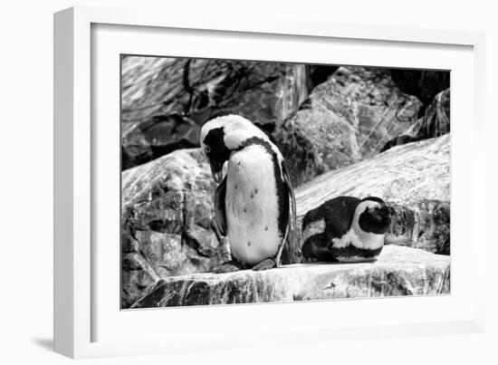 Awesome South Africa Collection B&W - African Penguins-Philippe Hugonnard-Framed Photographic Print