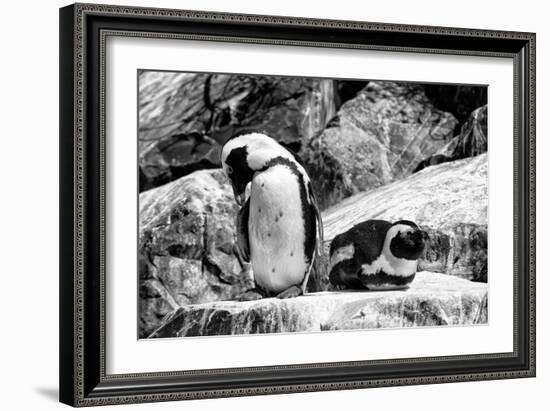 Awesome South Africa Collection B&W - African Penguins-Philippe Hugonnard-Framed Photographic Print