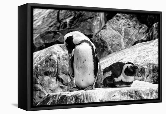 Awesome South Africa Collection B&W - African Penguins-Philippe Hugonnard-Framed Premier Image Canvas