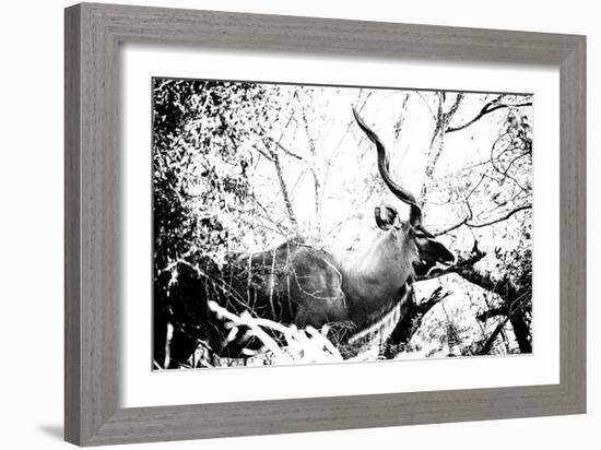 Awesome South Africa Collection B&W - Black Faced Impala-Philippe Hugonnard-Framed Photographic Print