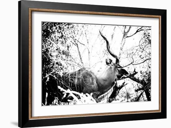 Awesome South Africa Collection B&W - Black Faced Impala-Philippe Hugonnard-Framed Photographic Print