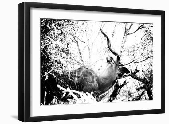 Awesome South Africa Collection B&W - Black Faced Impala-Philippe Hugonnard-Framed Photographic Print