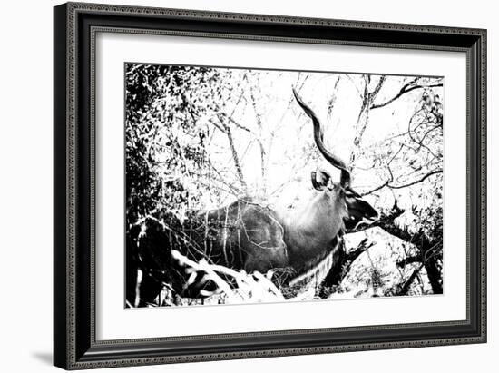 Awesome South Africa Collection B&W - Black Faced Impala-Philippe Hugonnard-Framed Photographic Print