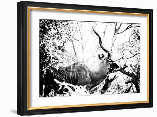 Awesome South Africa Collection B&W - Black Faced Impala-Philippe Hugonnard-Framed Photographic Print