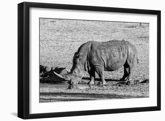 Awesome South Africa Collection B&W - Black Rhinoceros II-Philippe Hugonnard-Framed Photographic Print