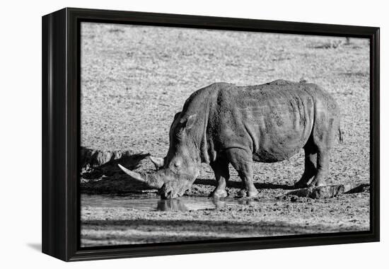 Awesome South Africa Collection B&W - Black Rhinoceros II-Philippe Hugonnard-Framed Premier Image Canvas