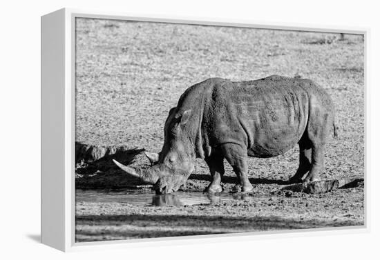 Awesome South Africa Collection B&W - Black Rhinoceros II-Philippe Hugonnard-Framed Premier Image Canvas