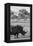 Awesome South Africa Collection B&W - Black Rhinoceros with Oxpecker II-Philippe Hugonnard-Framed Premier Image Canvas