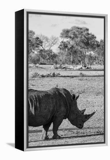 Awesome South Africa Collection B&W - Black Rhinoceros with Oxpecker II-Philippe Hugonnard-Framed Premier Image Canvas