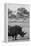 Awesome South Africa Collection B&W - Black Rhinoceros with Oxpecker II-Philippe Hugonnard-Framed Premier Image Canvas