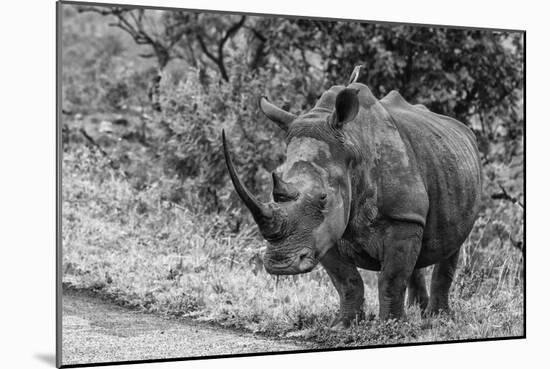 Awesome South Africa Collection B&W - Black Rhinoceros with Oxpecker III-Philippe Hugonnard-Mounted Photographic Print