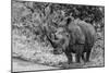 Awesome South Africa Collection B&W - Black Rhinoceros with Oxpecker III-Philippe Hugonnard-Mounted Photographic Print